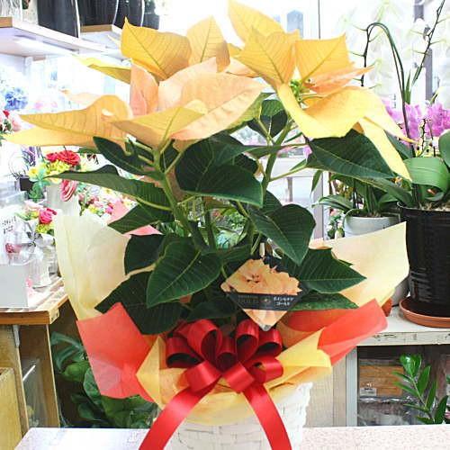 ポインセチア ゴールド 5号かご付き鉢植え 冬のフラワーギフト Poinsetia Gorudo クロスリースタイル 通販 Yahoo ショッピング