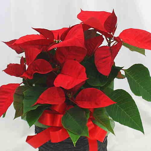 ポインセチア 鉢植え 陶器鉢カバー付き 小さいサイズのクリスマスフラワー 花ギフト Poinsetia15 4 クロスリースタイル 通販 Yahoo ショッピング