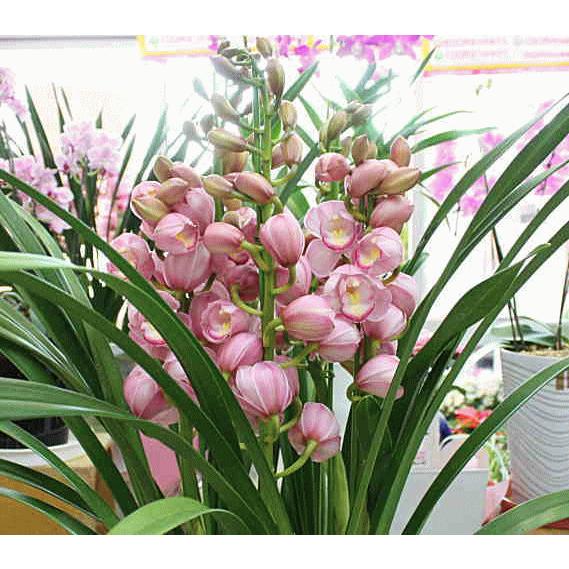 シンビジューム 鉢植え 3本立ち ピンク色系 品種おまかせ シンビジューム 鉢植え 3本立ち ピンク色系 品種おまかせ