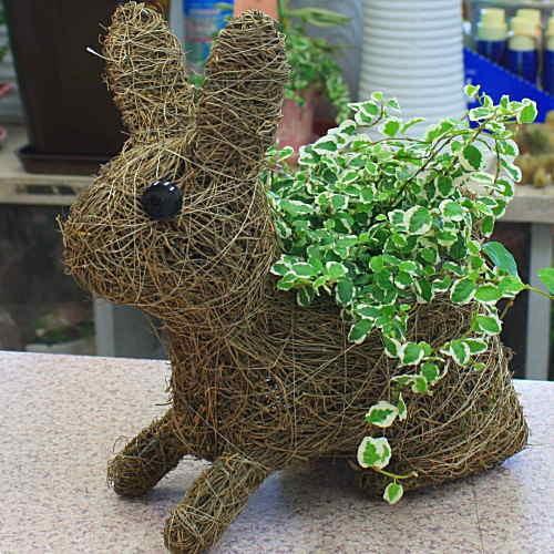アニマルバスケット（うさぎさん）と観葉植物（斑入りのプミラ） 御祝