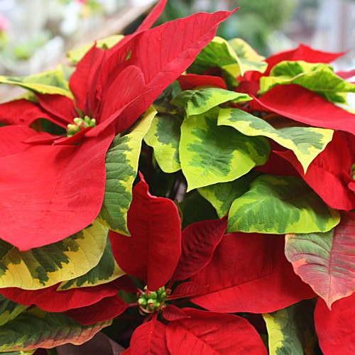 ポインセチア レッドタペストリー 5号 かご付き 鉢植え 斑入りの葉っぱ 冬のフラワーギフト 鉢花は誕生日プレゼント Redtapesutori5 クロスリースタイル 通販 Yahoo ショッピング