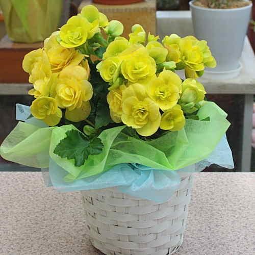 リーガースベゴニア鉢植え 黄色系 籐かご付き 幸せの黄色い花 誕生日