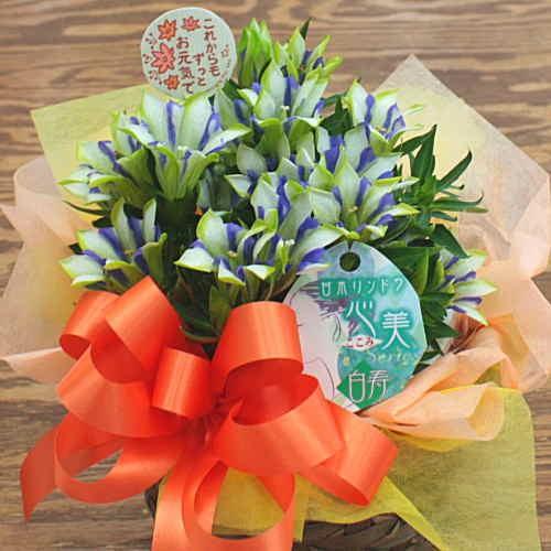 りんどう リンドウ 鉢植え 白寿 籐かご付き 敬老の日ギフト 季節の鉢植え 秋の花鉢 Rindou Hakujyu 5k クロスリースタイル 通販 Yahoo ショッピング