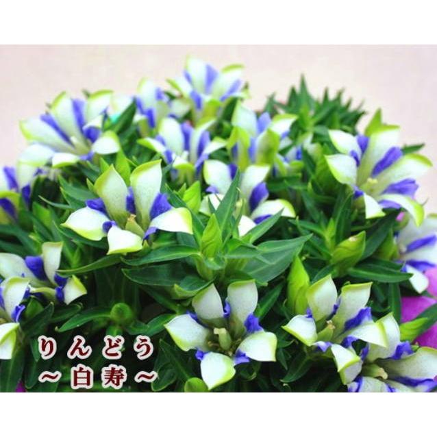 りんどう リンドウ 鉢植え 白寿 籐かご付き 敬老の日ギフト 季節の鉢植え 秋の花鉢 Rindou Hakujyu 5k クロスリースタイル 通販 Yahoo ショッピング
