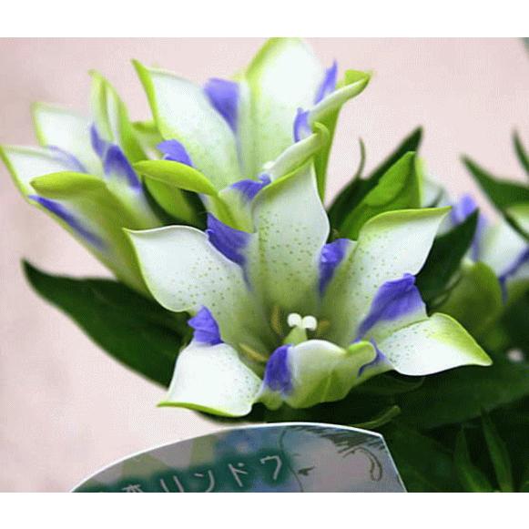 りんどう リンドウ 鉢植え 白寿 籐かご付き 敬老の日ギフト 季節の鉢植え 秋の花鉢 Rindou Hakujyu 5k クロスリースタイル 通販 Yahoo ショッピング