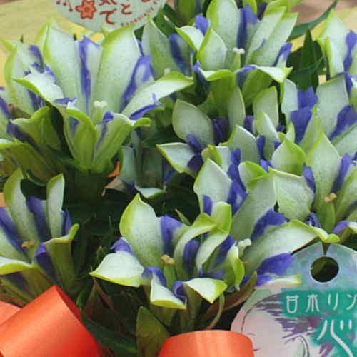 りんどう リンドウ 鉢植え 白寿 籐かご付き 敬老の日ギフト 季節の鉢植え 秋の花鉢 Rindou Hakujyu 5k クロスリースタイル 通販 Yahoo ショッピング