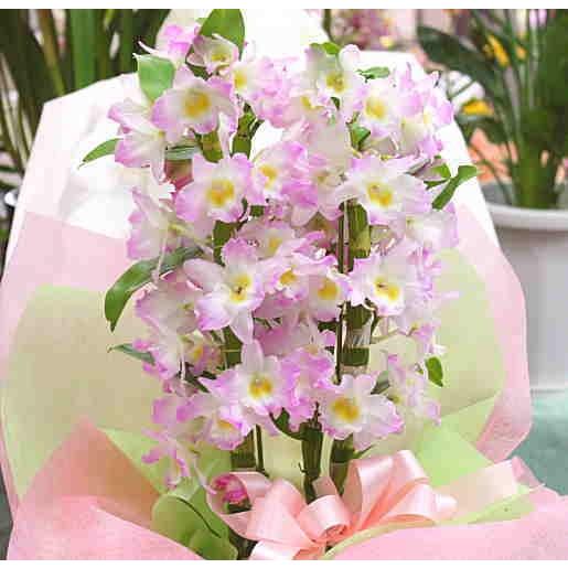 デンドロビューム デンドロビウム ピンク色の花 誕生日プレゼントや退職 就任お祝いなど春のお祝いに蘭の植えの贈り物 Rise 5 クロスリースタイル 通販 Yahoo ショッピング
