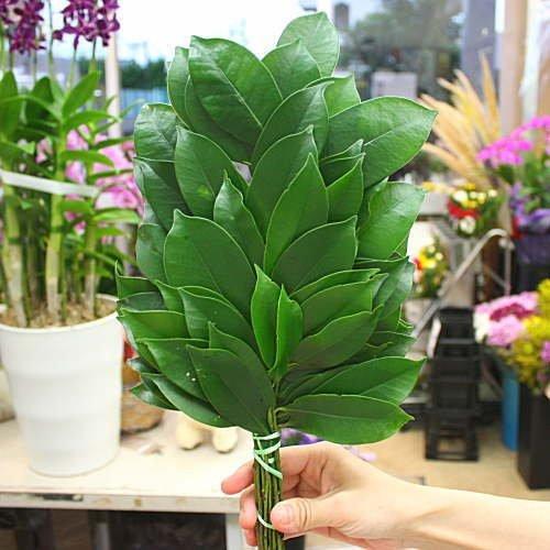 サカキ 本榊 国産 1対 2束 神棚やお稲荷様にお供えする木 限定品 販売