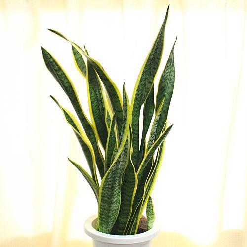 サンスベリア トラの尾 7号鉢植え 観葉植物 Sanseberia 7 クロスリースタイル 通販 Yahoo ショッピング