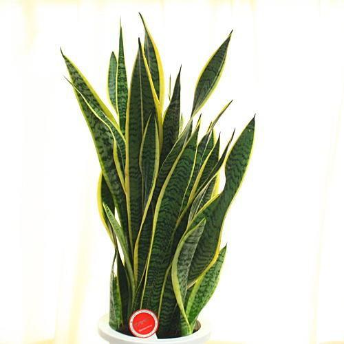サンスベリア トラの尾 7号鉢植え 観葉植物 Sanseberia 7 クロスリースタイル 通販 Yahoo ショッピング