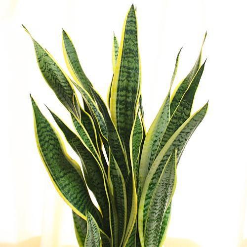 サンスベリア トラの尾 7号鉢植え 観葉植物 Sanseberia 7 クロスリースタイル 通販 Yahoo ショッピング