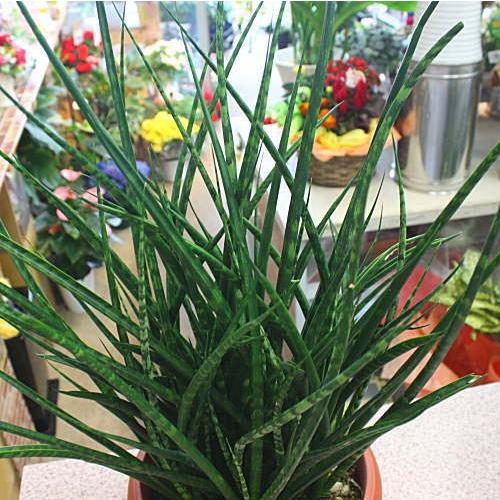 サンスベリア ファーンウッド サンセベリア 観葉植物 7号鉢植え Sansu Fanudo 7 クロスリースタイル 通販 Yahoo ショッピング