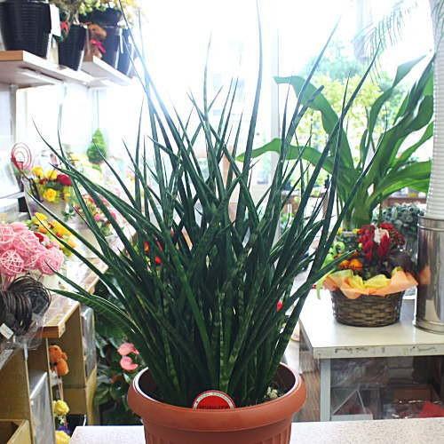 サンスベリア ファーンウッド サンセベリア 観葉植物 7号鉢植え Sansu Fanudo 7 クロスリースタイル 通販 Yahoo ショッピング