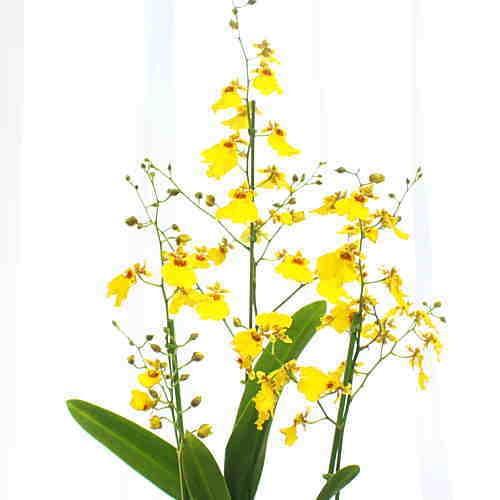 オンシジューム オンシジウム 3本立て 鉢植え 黄色い蘭の花 Satyan 3 クロスリースタイル 通販 Yahoo ショッピング
