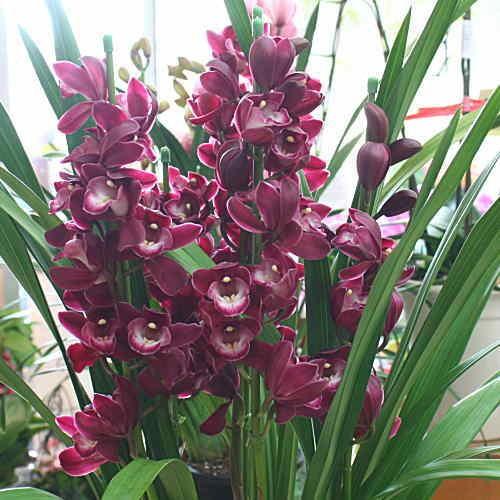 シンビジューム 赤茶系 4本立て 「ワインシャワー・福だるまなど