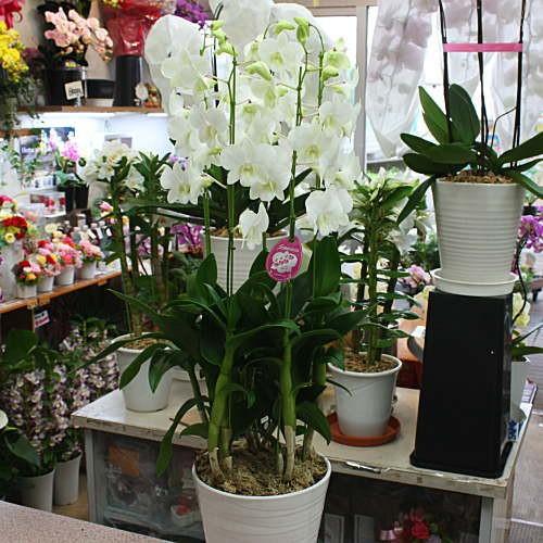 花ギフト 洋蘭鉢植え デンファレ 白 5本立て陶器鉢植え 上品な花 Siro5f クロスリースタイル 通販 Yahoo ショッピング