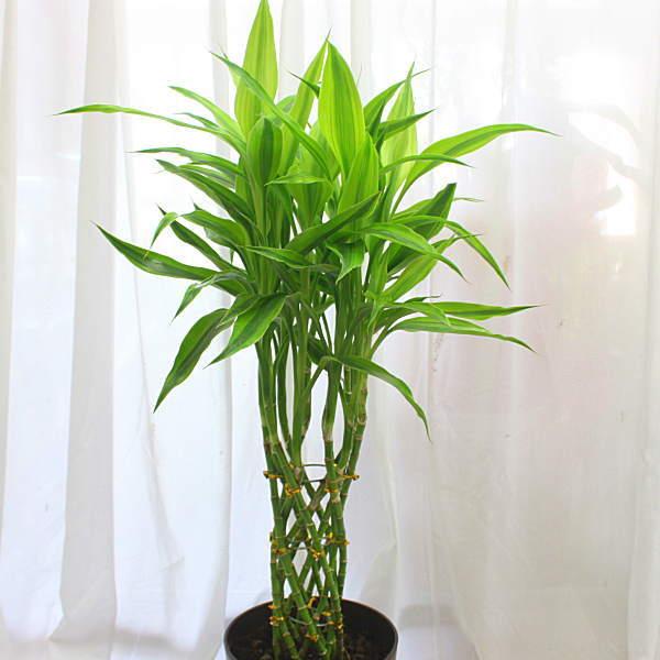 ミリオンバンブー お洒落な編み込みタイプの観葉植物 6号鉢植え 80サイズ Sumato B6 クロスリースタイル 通販 Yahoo ショッピング