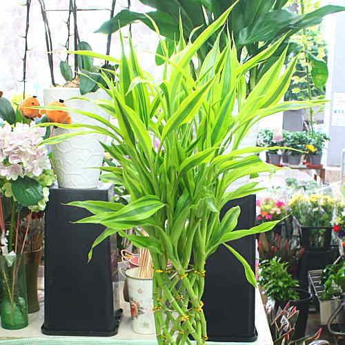 ミリオンバンブー お洒落な編み込みタイプの観葉植物 6号鉢植え 80サイズ Sumato B6 クロスリースタイル 通販 Yahoo ショッピング