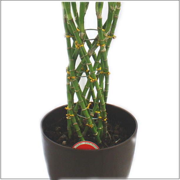 ミリオンバンブー お洒落な編み込みタイプの観葉植物 6号鉢植え 80サイズ :sumato-b6:クロスリースタイル - 通販 - Yahoo!ショッピング ミリオンバンブー お洒落な編み込みタイプの観葉植物 6号鉢植え 80サイズ :sumato-b6:クロスリースタイル - 通販 - Yahoo!ショッピング