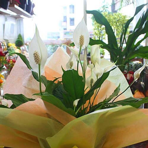 スパティフィラム 鉢植え 白の上品な花の咲く観葉植物 母の日 父の日 ギフト Supa 6 クロスリースタイル 通販 Yahoo ショッピング