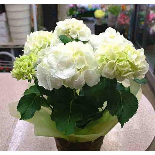 あじさいです 楽天市場】アジサイ（紫陽花・あじさい） センセーション 5号苗