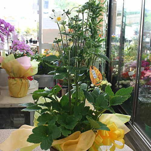 敬老の日 プレゼント 秋の鉢植え 白の花が上品 八重咲き 秋明菊 シュウメイギク かご付 Syuumei W クロスリースタイル 通販 Yahoo ショッピング