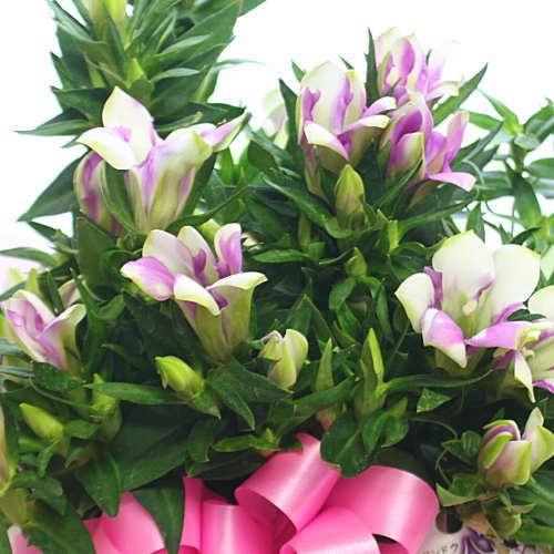 りんどう リンドウ 鉢植え 長寿 籐かご付き 敬老の日ギフト 季節の鉢植え 秋の花鉢 Tyoujyu 4 クロスリースタイル 通販 Yahoo ショッピング