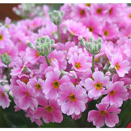 春の 花 ピンク 植木鉢で咲かせたい 春の花選 寄せ植えにも使いやすい草花たちも