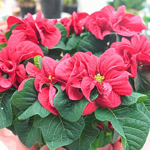 薔薇のようなポインセチア ウインターローズ 5号かご付き鉢植え Uintarozu5 クロスリースタイル 通販 Yahoo ショッピング
