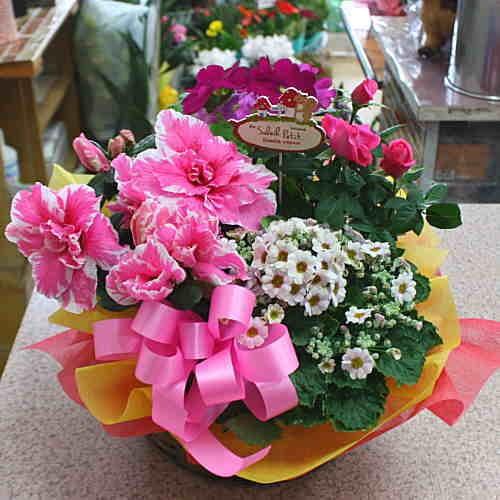季節の鉢植え 花の寄せ鉢 ギフト プレゼント Lサイズ : クロスリー