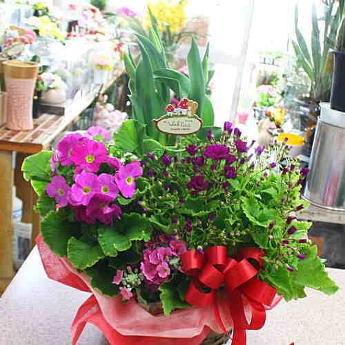 季節の鉢植え 花の寄せ鉢 ギフト プレゼント Lサイズ : クロスリー