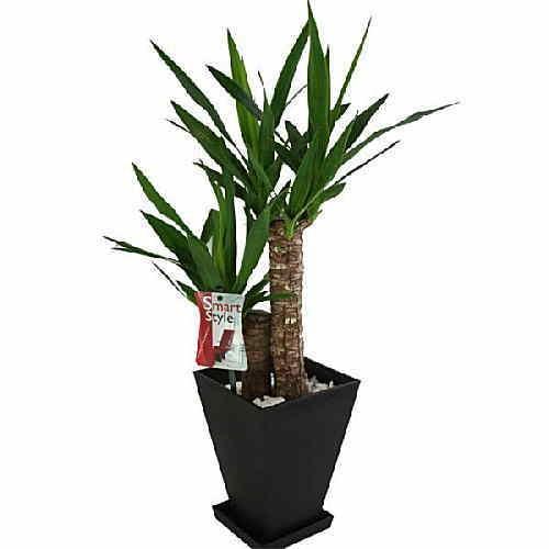 観葉植物 ドラセナ・ユッカ (青年の木) 60から80cmサイズ 観葉植物 ドラセナ・ユッカ (青年の木) 60から80cmサイズ