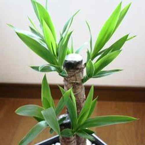 観葉植物 ドラセナ・ユッカ （青年の木） 60から80cmサイズ