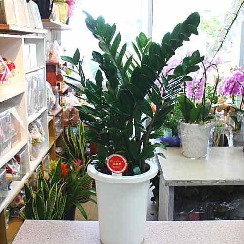 観葉植物 ザミア：ザミオクルカス 7号鉢植え【80サイズ】 : クロスリー
