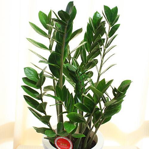 観葉植物 ザミア：ザミオクルカス 7号鉢植え【80サイズ】 : クロスリー