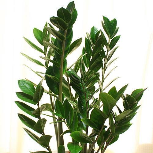 ザミオクルカス 大型 観葉植物 ザミア：ザミオクルカス 7号鉢植え【80サイズ】 : クロスリー