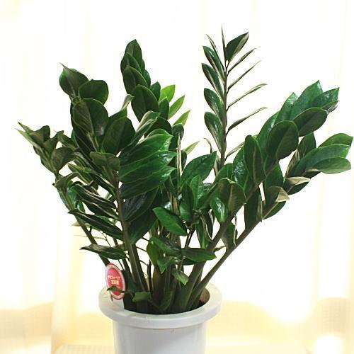 ザミオクルカス 大型 観葉植物 ザミア：ザミオクルカス 7号鉢植え【80サイズ】 : クロスリー