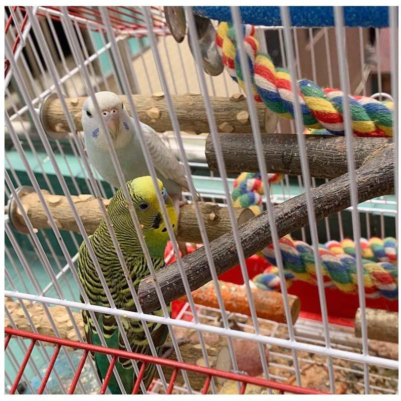 止まり木 オウム インコ 天然木 16.5cm Y型 爪を磨く 爪とぎパーチ鳥用 ケージアクセサリー 10点セット オウム セキセイインコ オカメインコ :hmo022:CROSSYOU - 通販 - Yahoo!ショッピング 止まり木 オウム インコ 天然木 16.5cm Y型 爪を磨く 爪とぎパーチ鳥用 ケージアクセサリー 10点セット オウム セキセイインコ オカメインコ :hmo022:CROSSYOU - 通販 - Yahoo!ショッピング