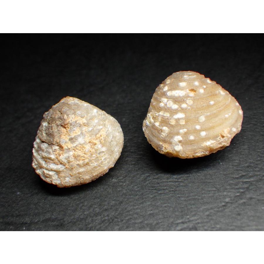 モロッコ産 珪酸化した二枚貝化石 Fossil Clams 2個セット A Fsl006 A Fsl006 鉱物 天然石のお店crystalgate 通販 Yahoo ショッピング