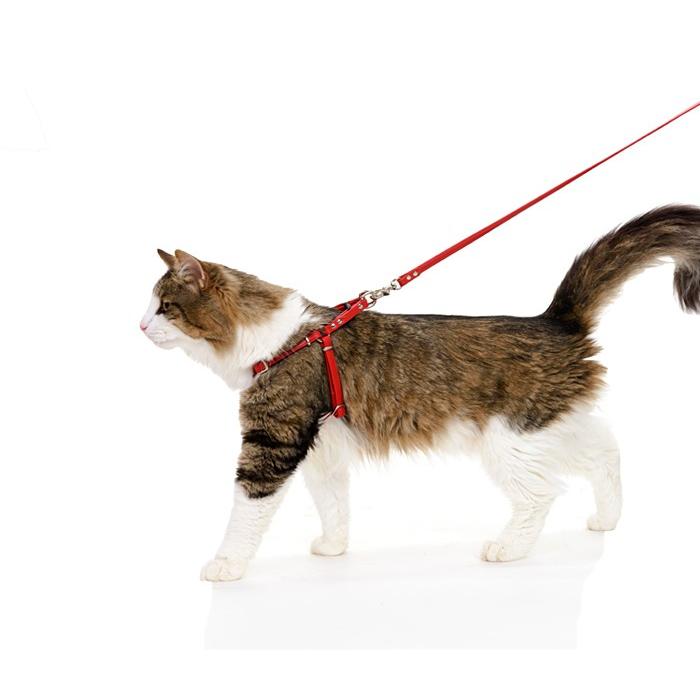 ハーネス 犬 おしゃれ 安全帯 小型犬 シンプル革ハーネス１０mm幅 リード付 ｓサイズ Hanes002 犬首輪専門店クリスタルポイント 通販 Yahoo ショッピング