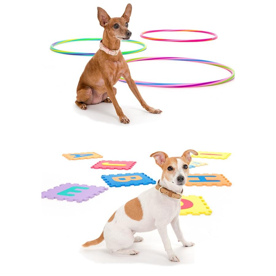 犬 首輪 おしゃれ 革 中型犬 犬首輪 犬の首輪 オーストリッチ型押し首輪 |  | 03