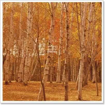 新品 赤木圭一郎 ベスト＆ベスト (CD) PBB-060 : c.s.c Yahoo!店