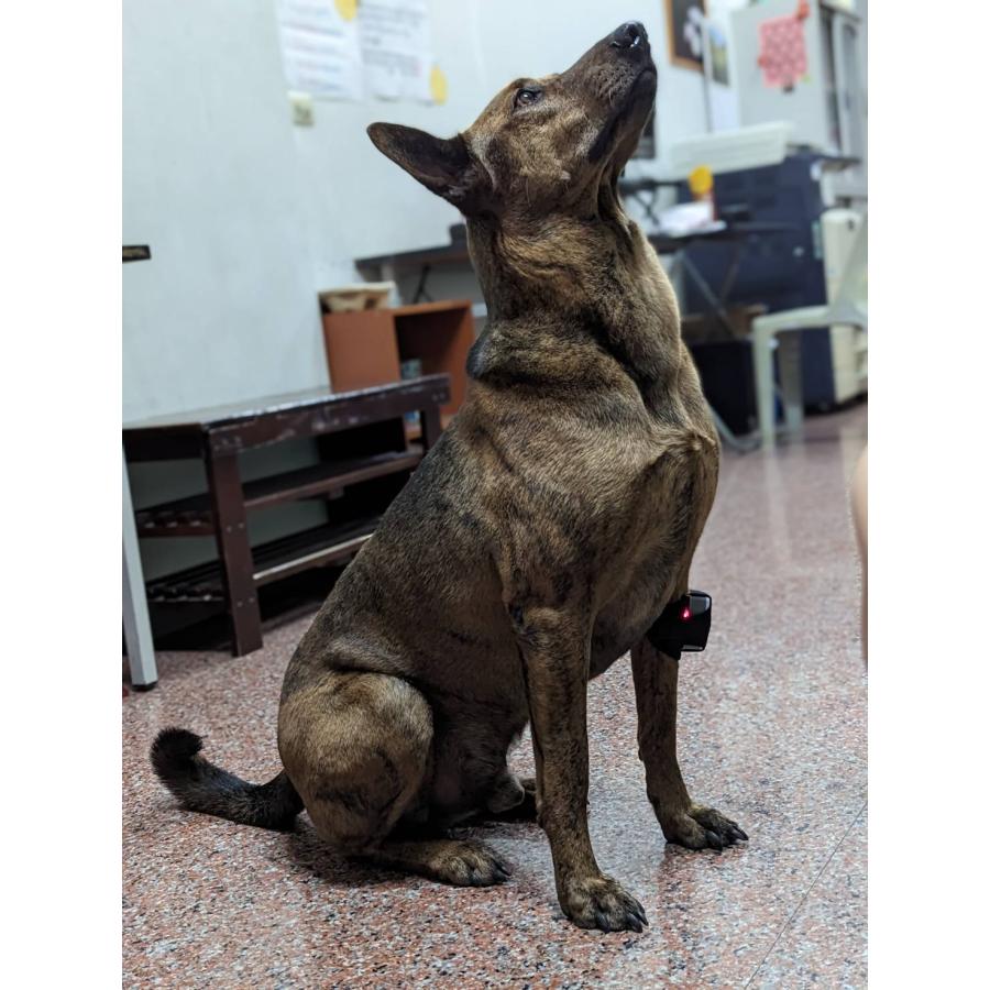 ペット用赤外光照射装置 Ray FocusPet レイフォーカス ペット LLLT |  | 01