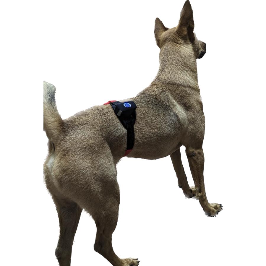 ペット用赤外光照射装置 Ray FocusPet レイフォーカス ペット LLLT |  | 02