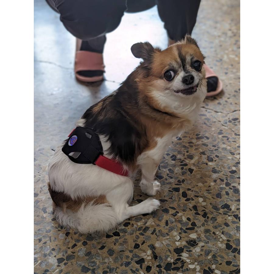 ペット用赤外光照射装置 Ray FocusPet レイフォーカス ペット LLLT |  | 05