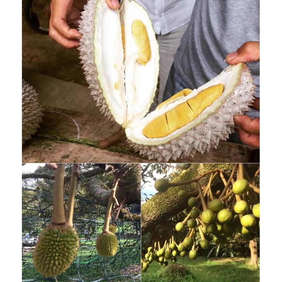 ドリアン 猫山王 榴蓮 durian マレーシア産 冷凍300g×3パック｜ctcols｜03