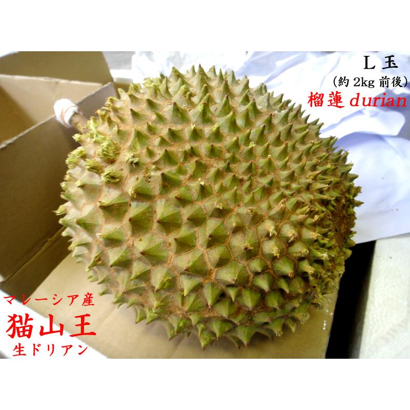 買い取り ドリアン 猫山王 購買 榴蓮 durian 予約販売 マレーシア産 生Ｌ玉