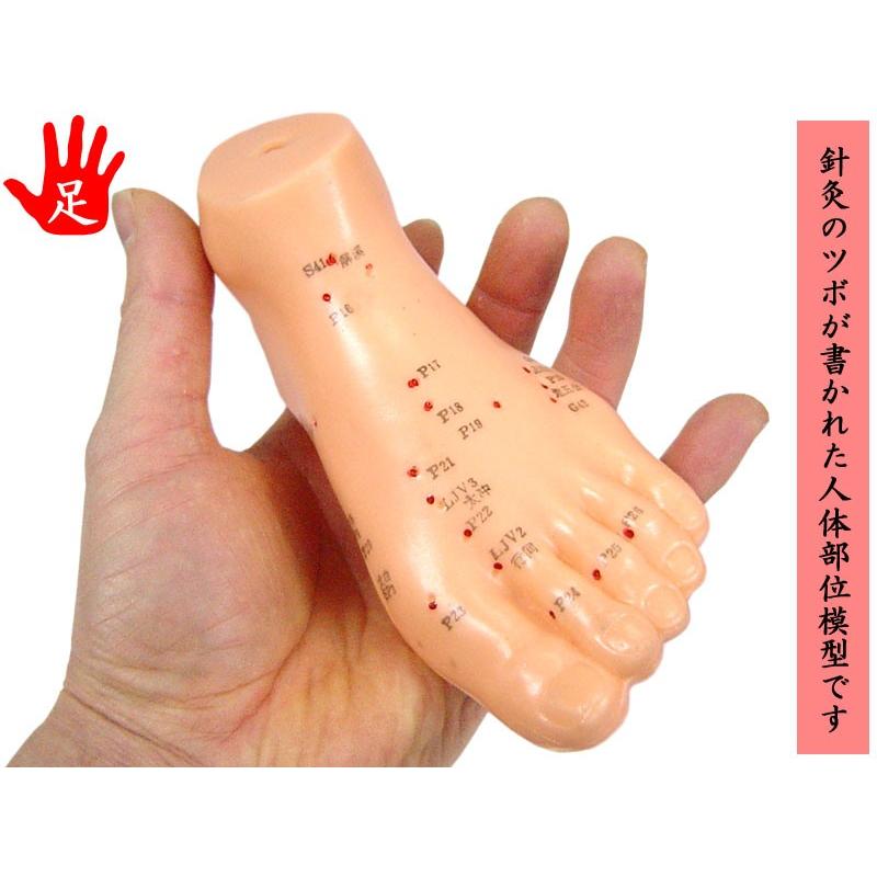 人体模型 足針穴位模型 : 中国貿易公司ctcオンラインショップ - 通販