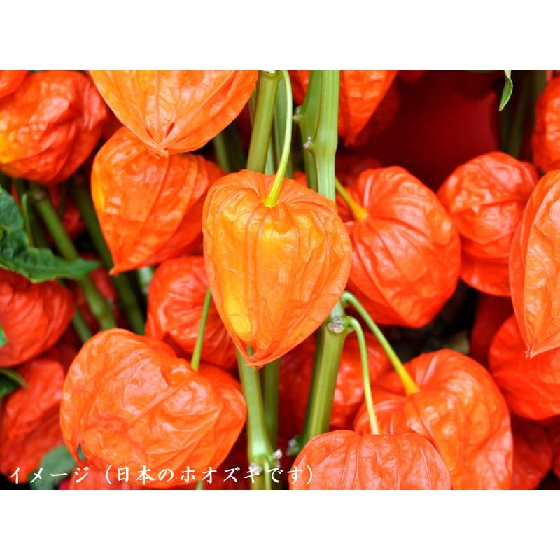 ドライフルーツ ゴールデンベリー 乾燥ホオズキ 業務用500g 778goldenberry Ctcオンラインショップ 通販 Yahoo ショッピング