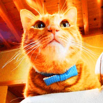 猫 首輪 安全バックル 蝶ネクタイ ハンドメイド TRIANGLE ANIMAL 002 |  | 05